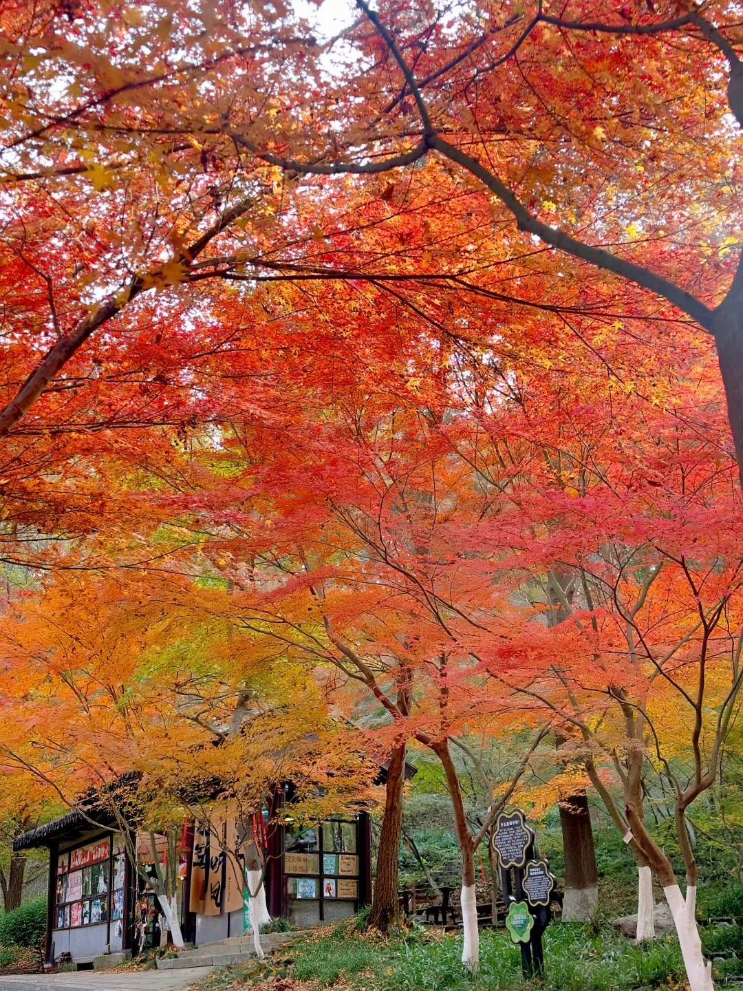 12月实况！南京的深秋真的美疯了！！