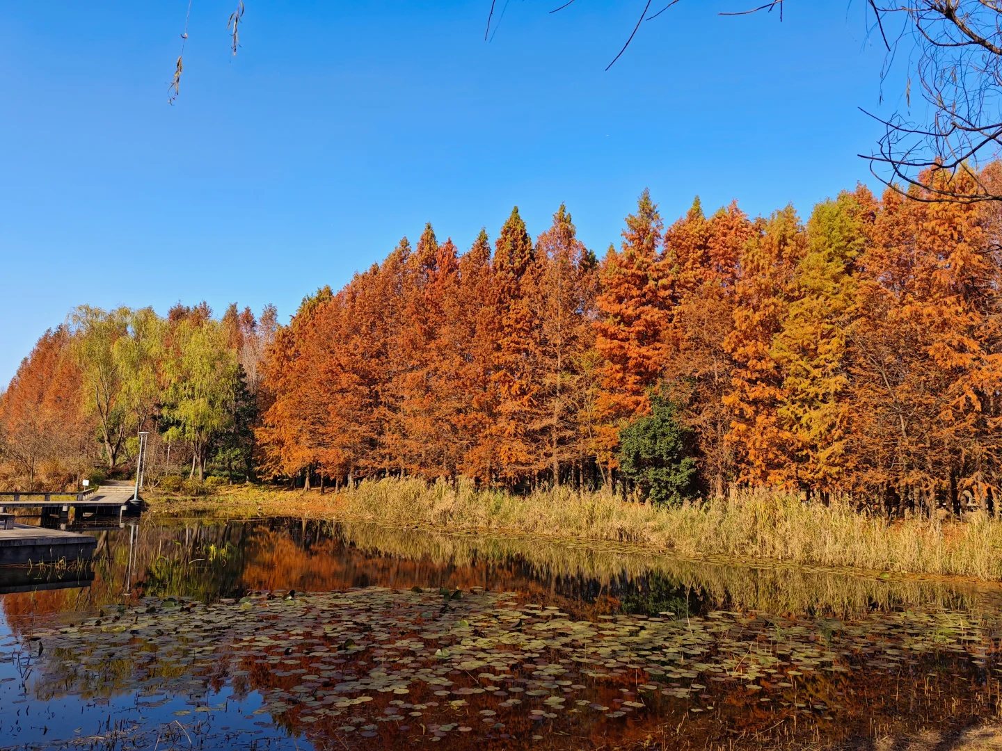 12.14周末逃离上海之苏州虎丘湿地公园