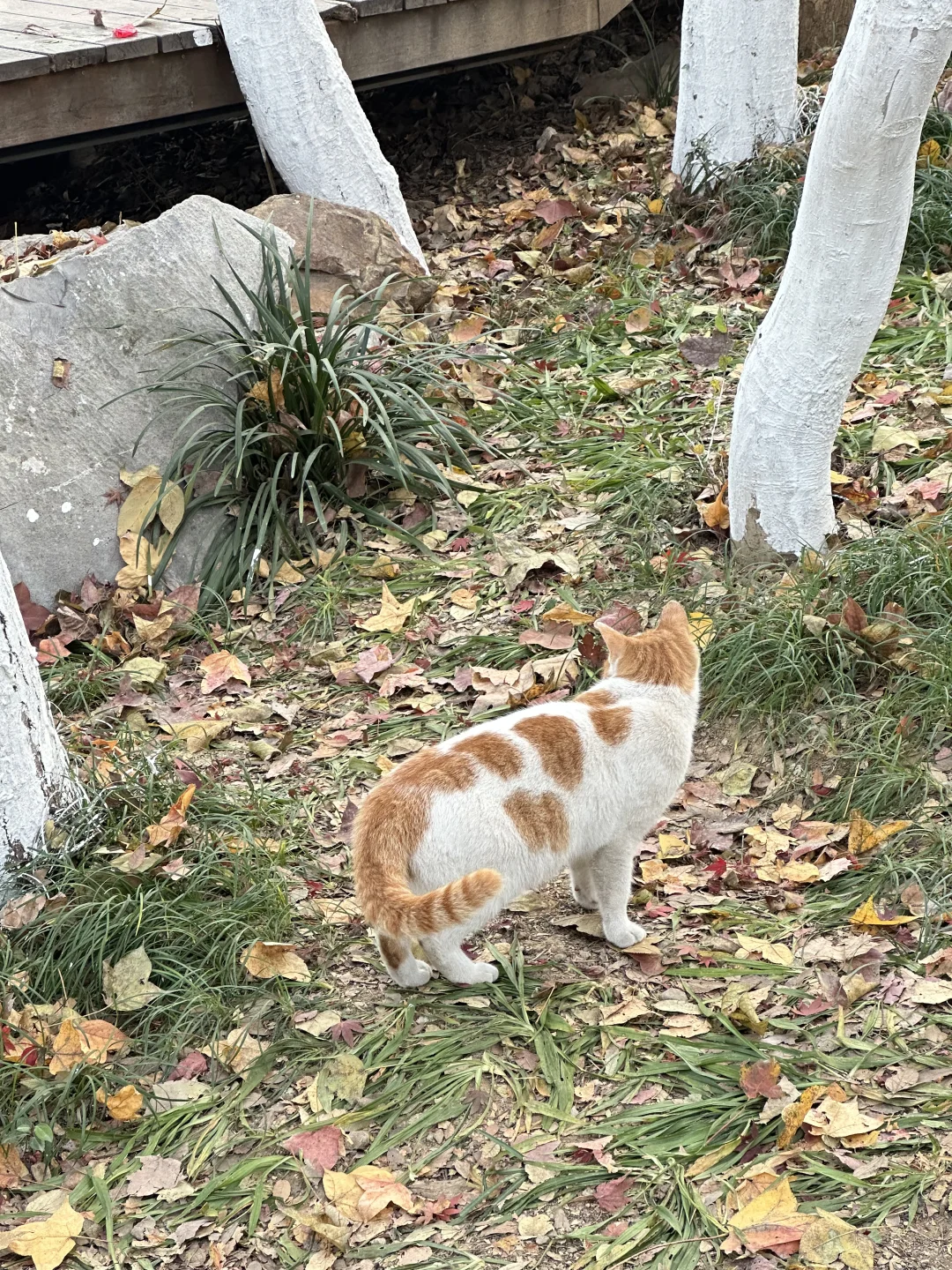 12月实况！南京的深秋真的美疯了！！
