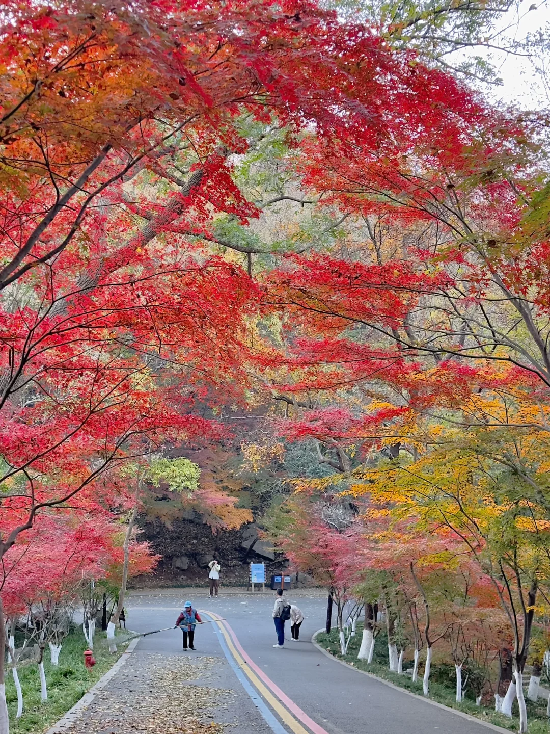 12月实况！南京的深秋真的美疯了！！