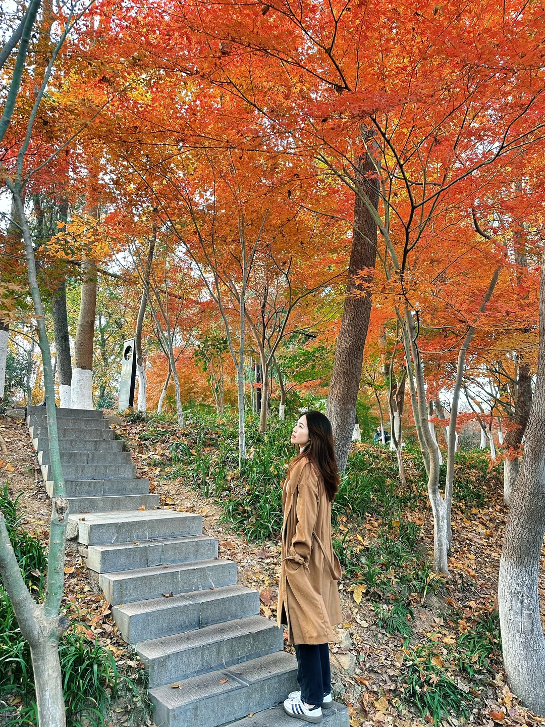 12月实况！南京的深秋真的美疯了！！