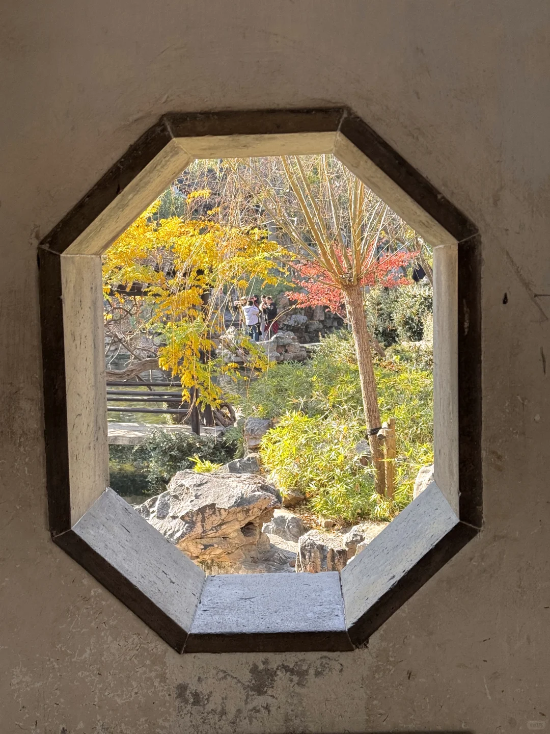 12.15实况！留园最后的红枫！