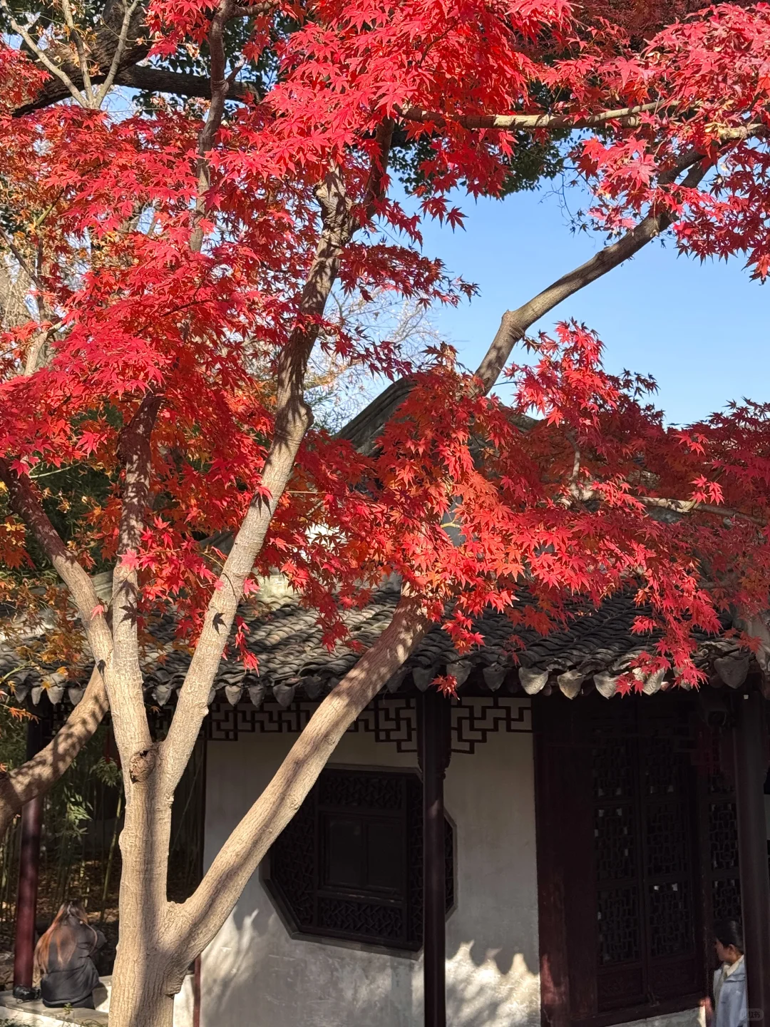 12.15实况！留园最后的红枫！