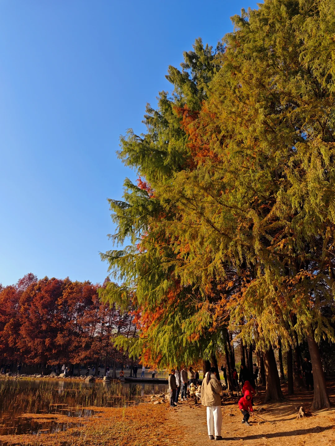 12.14周末逃离上海之苏州虎丘湿地公园