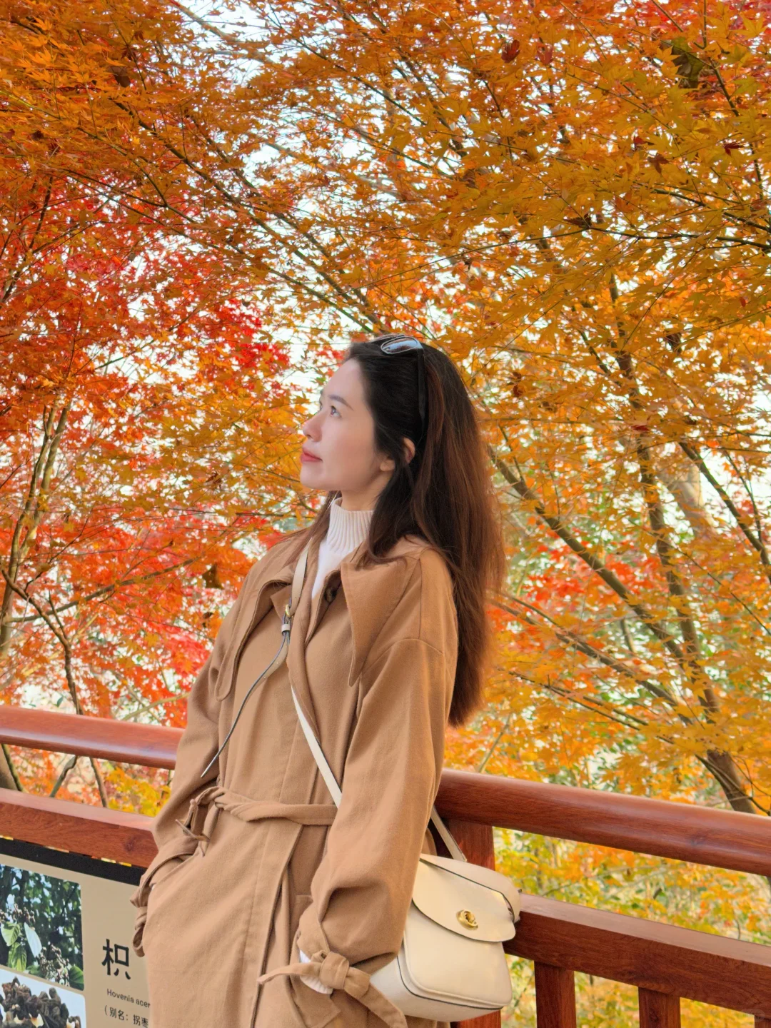 12月实况！南京的深秋真的美疯了！！