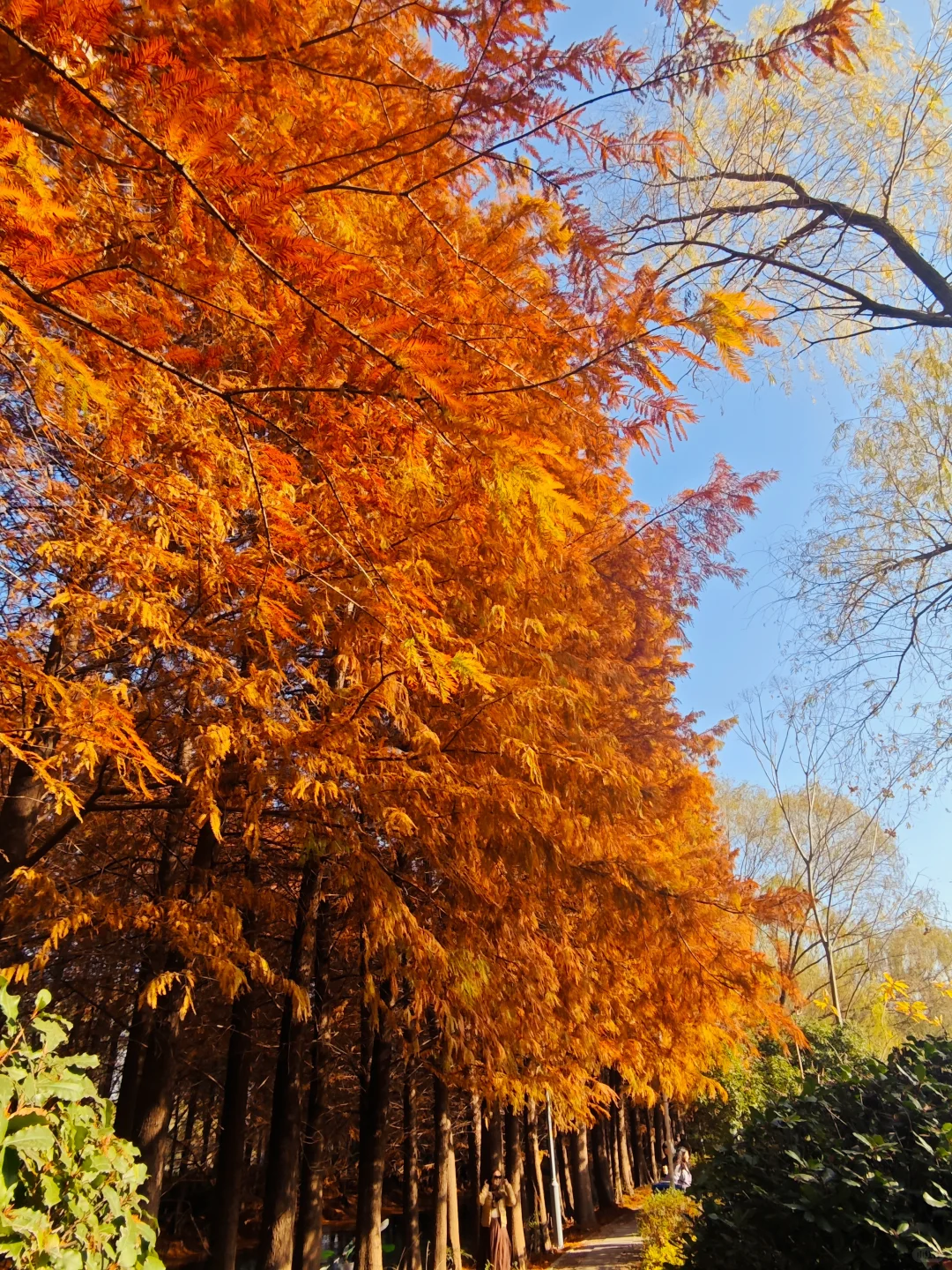 12.14周末逃离上海之苏州虎丘湿地公园