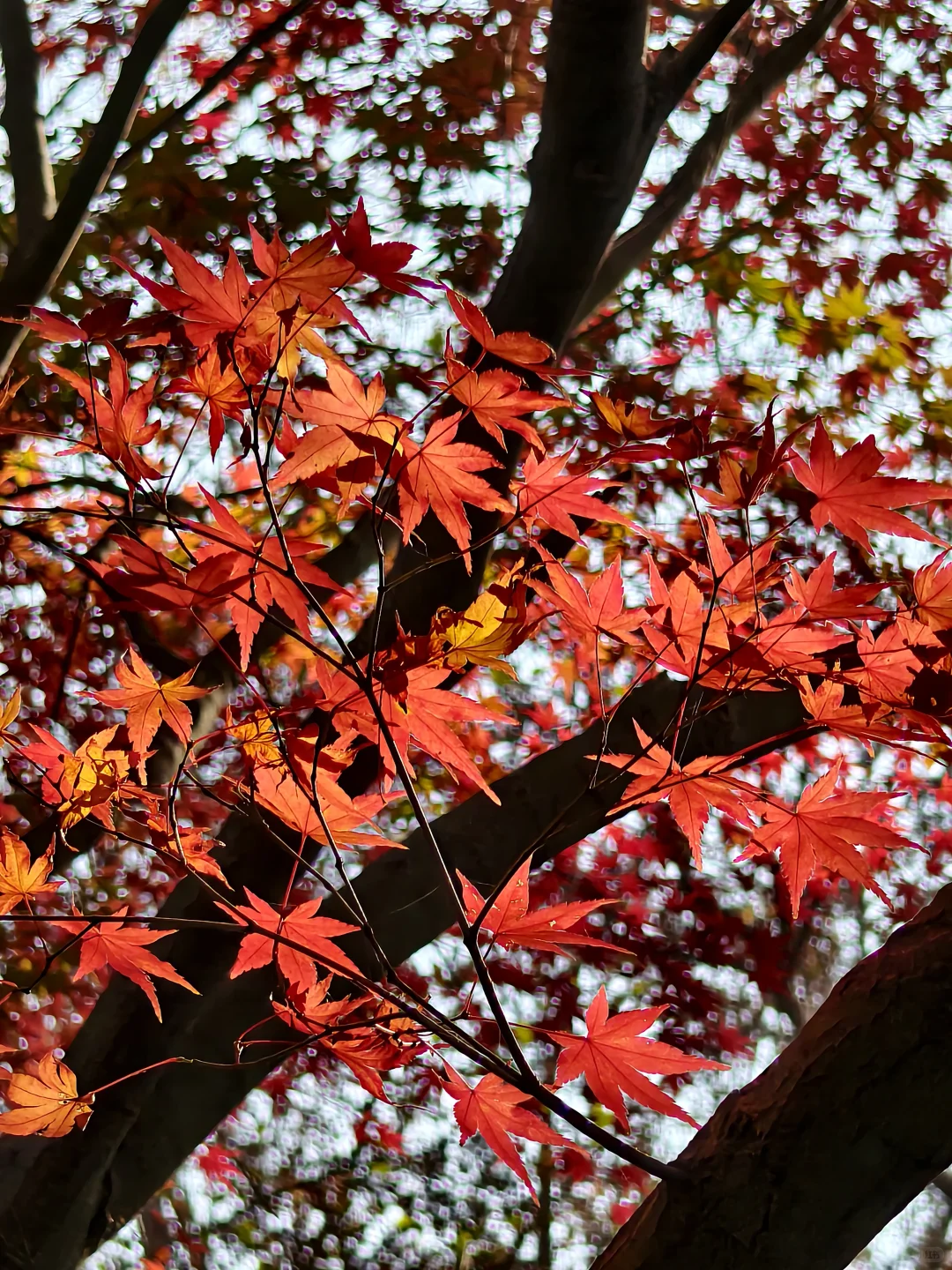 原来南京真的会让人有戒断反应！