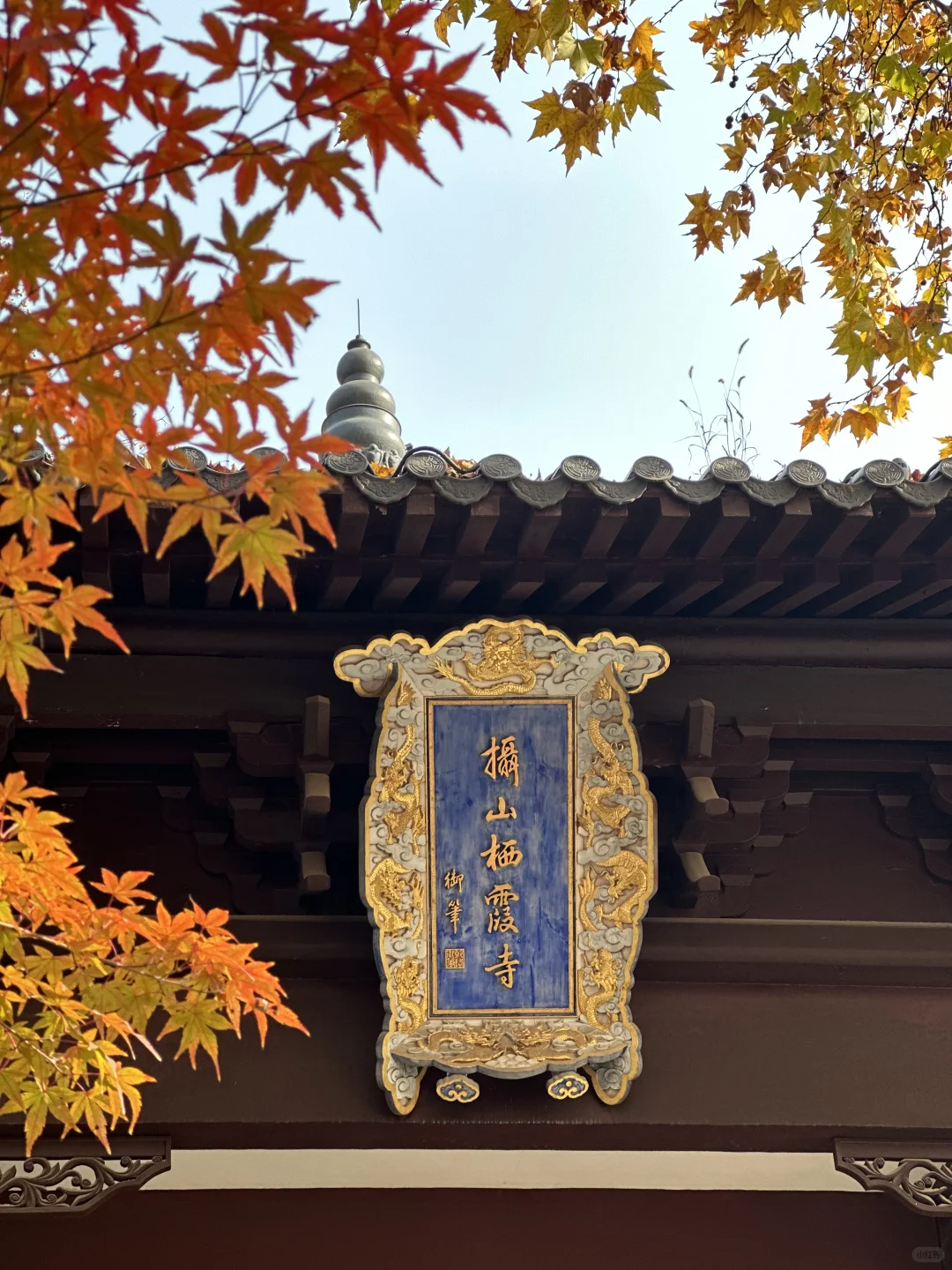 12月实况！南京的深秋真的美疯了！！