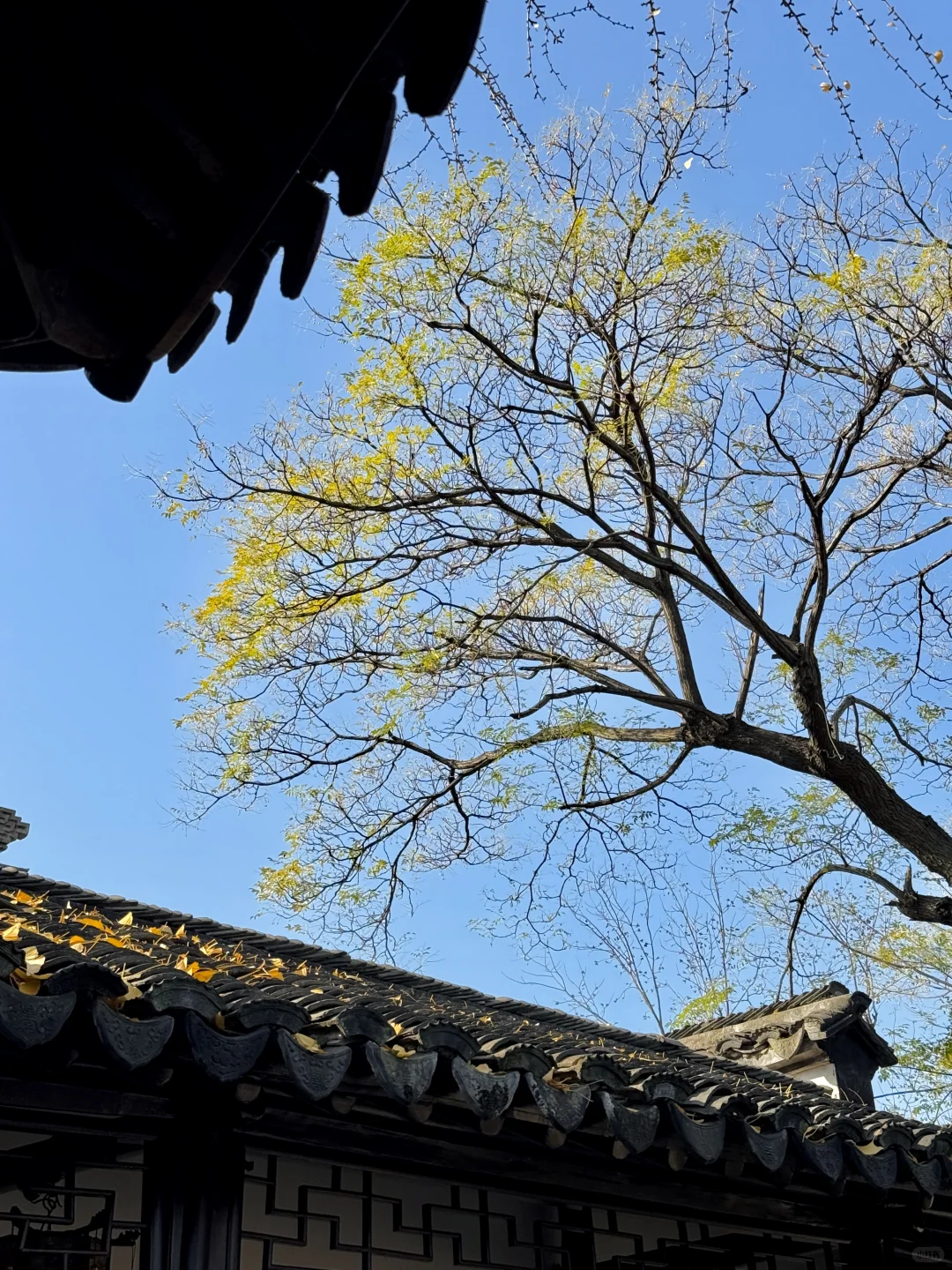 12.16怡园赏秋实况｜15r票价太值得啦！