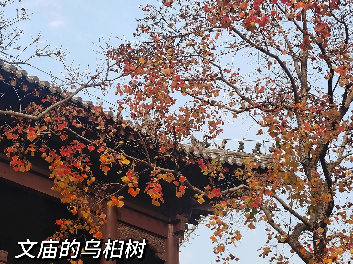 徐州旅游|徐州的大苹果🍎在文庙里？