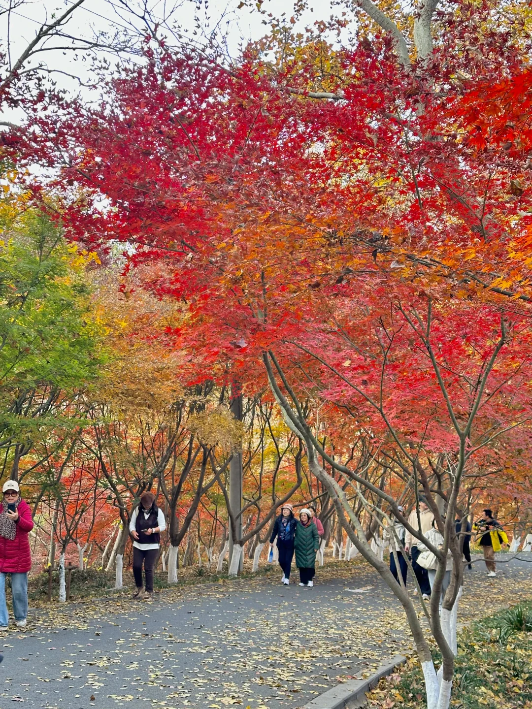 12月实况！南京的深秋真的美疯了！！