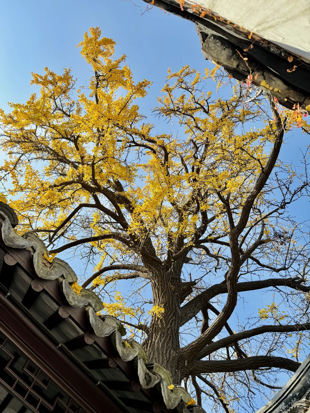 12.16怡园赏秋实况｜15r票价太值得啦！