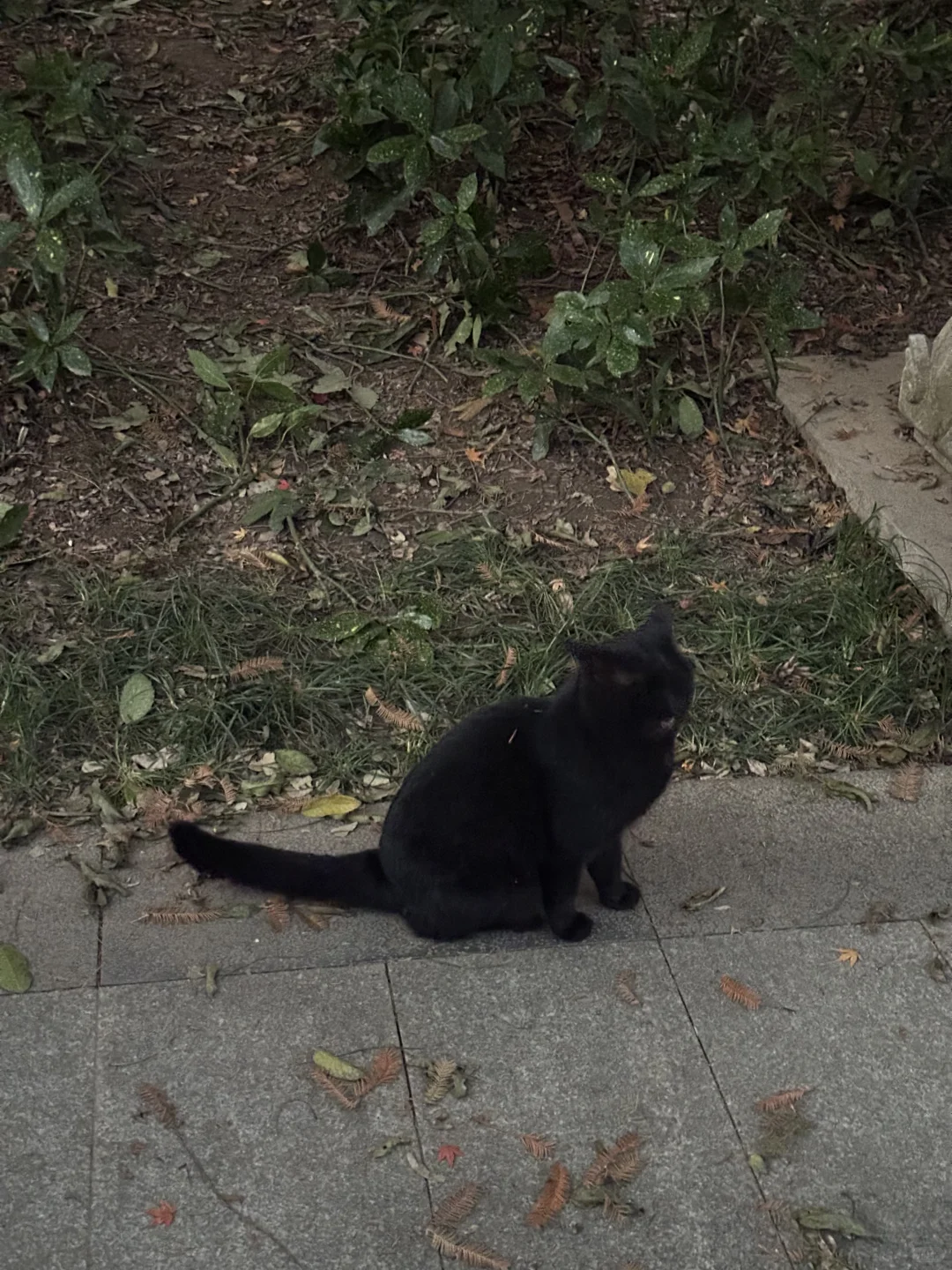 12月实况！南京的深秋真的美疯了！！