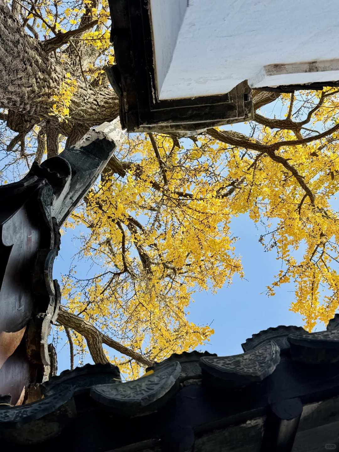 12.16怡园赏秋实况｜15r票价太值得啦！