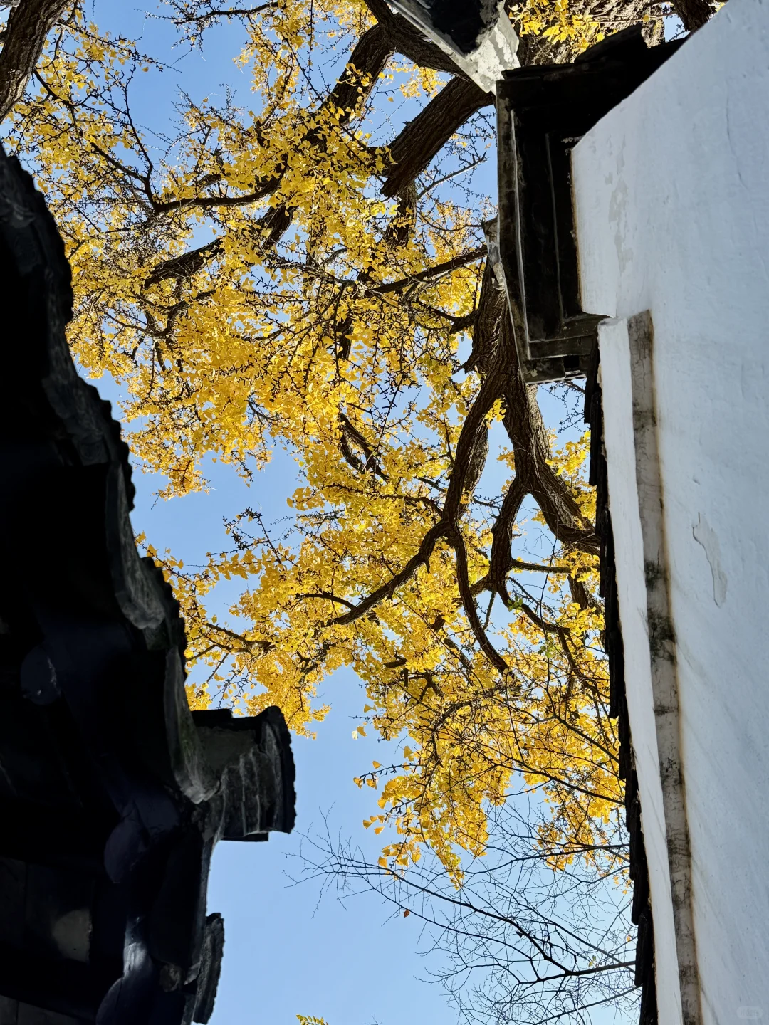 12.16怡园赏秋实况｜15r票价太值得啦！