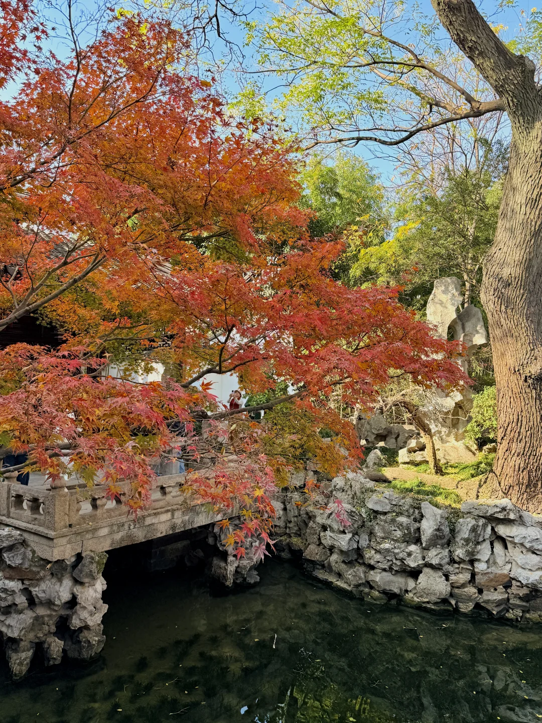 12.16怡园赏秋实况｜15r票价太值得啦！