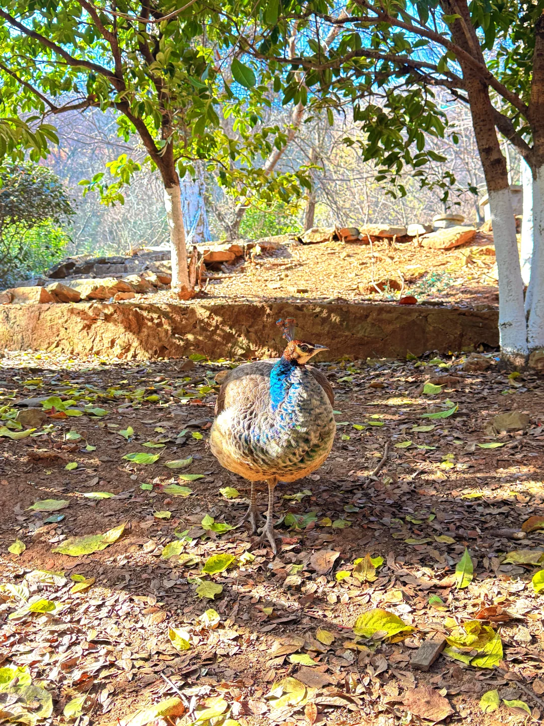 南京老山森林公园