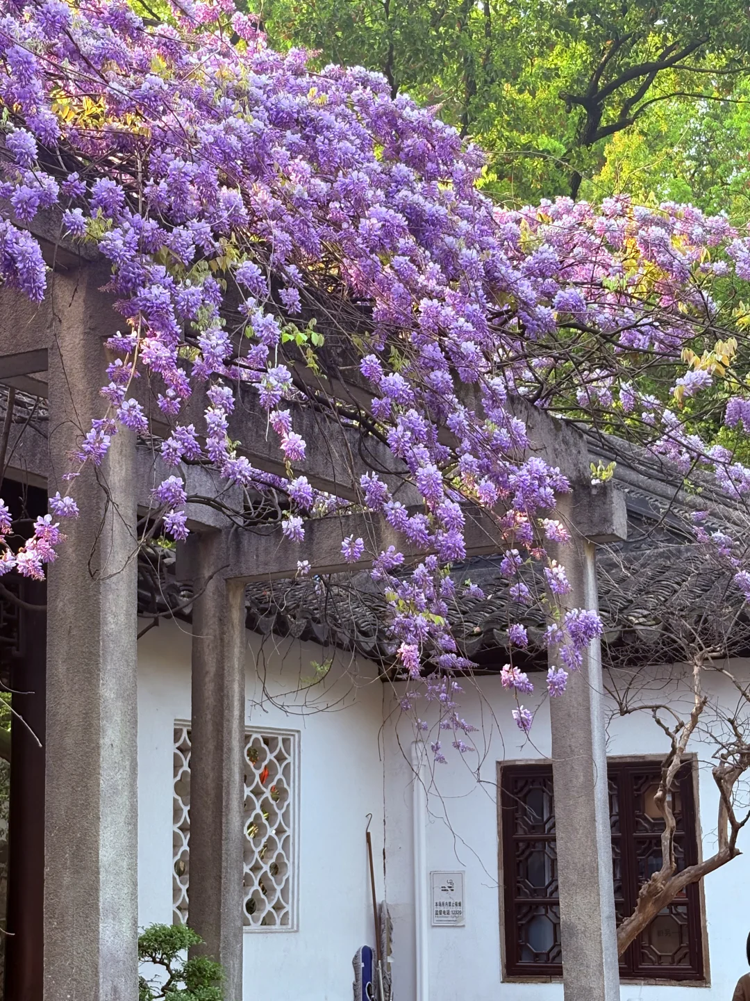 🔥3天2晚暴走江浙沪3城｜南京➡苏州➡上海夜色