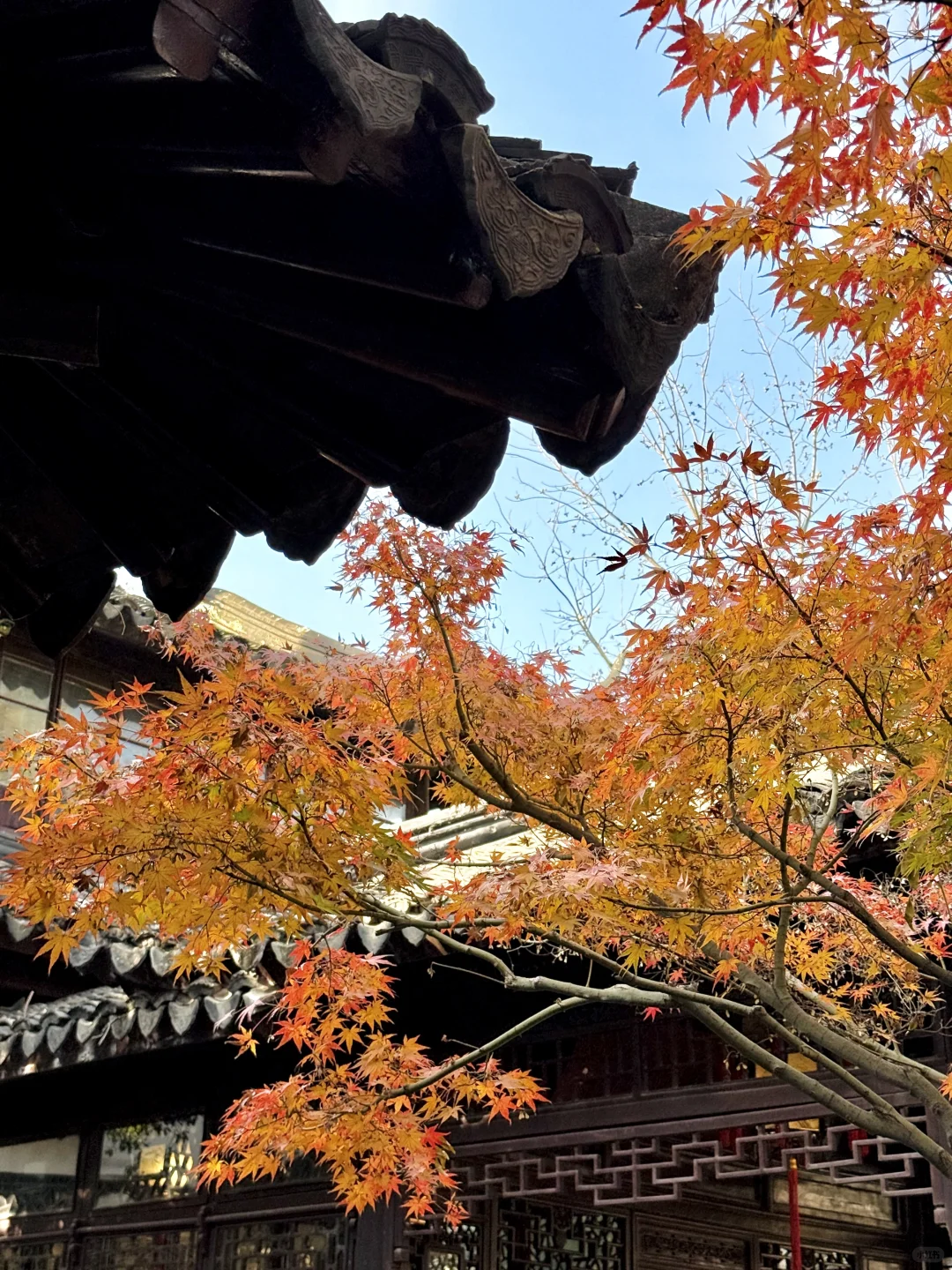 12.16怡园赏秋实况｜15r票价太值得啦！