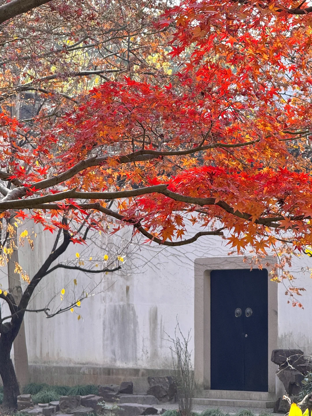 12.15实况！留园最后的红枫！