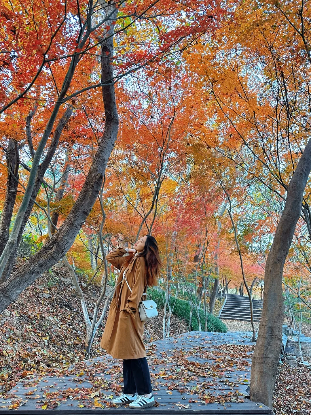 12月实况！南京的深秋真的美疯了！！