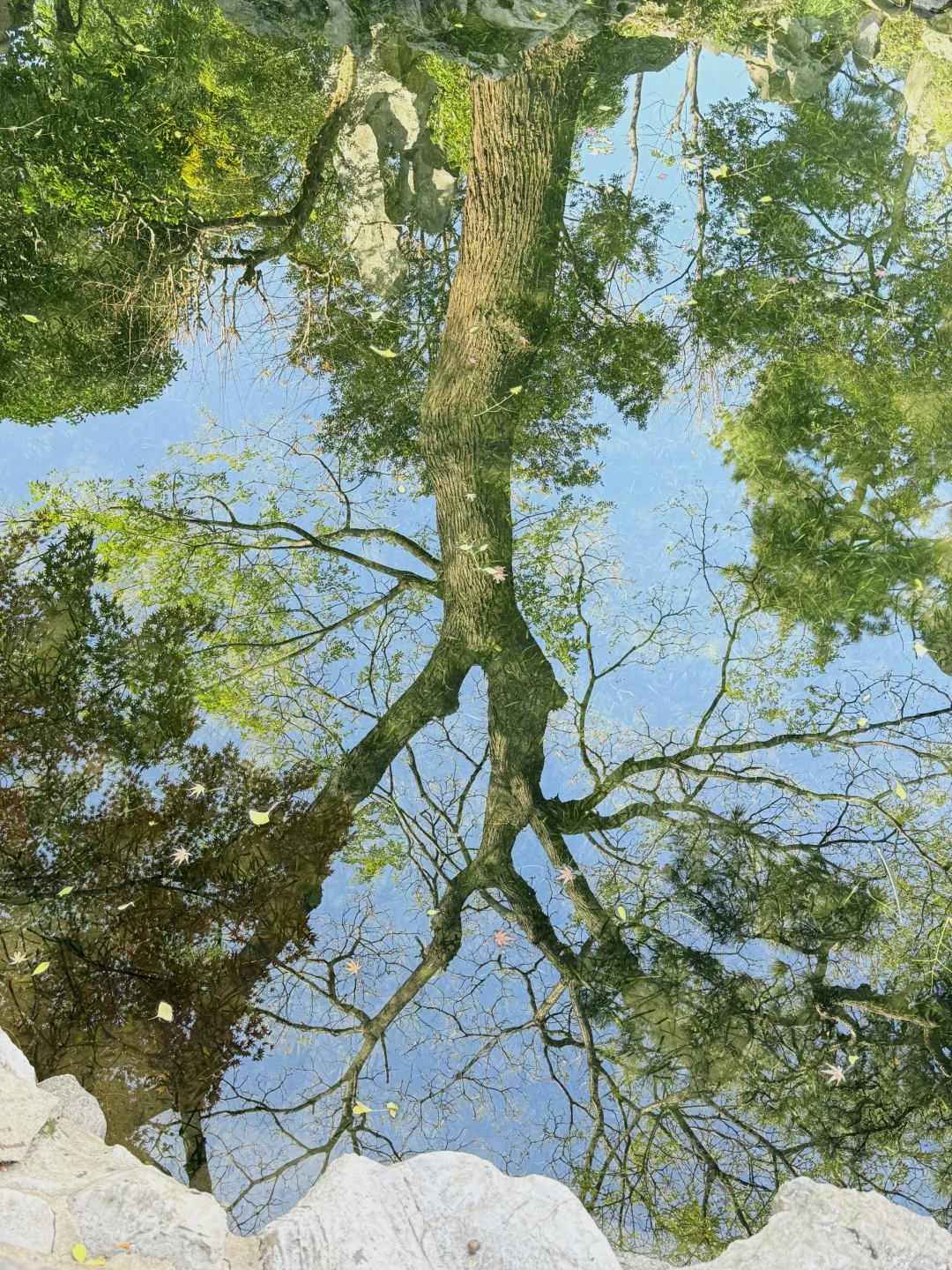 12.16怡园赏秋实况｜15r票价太值得啦！