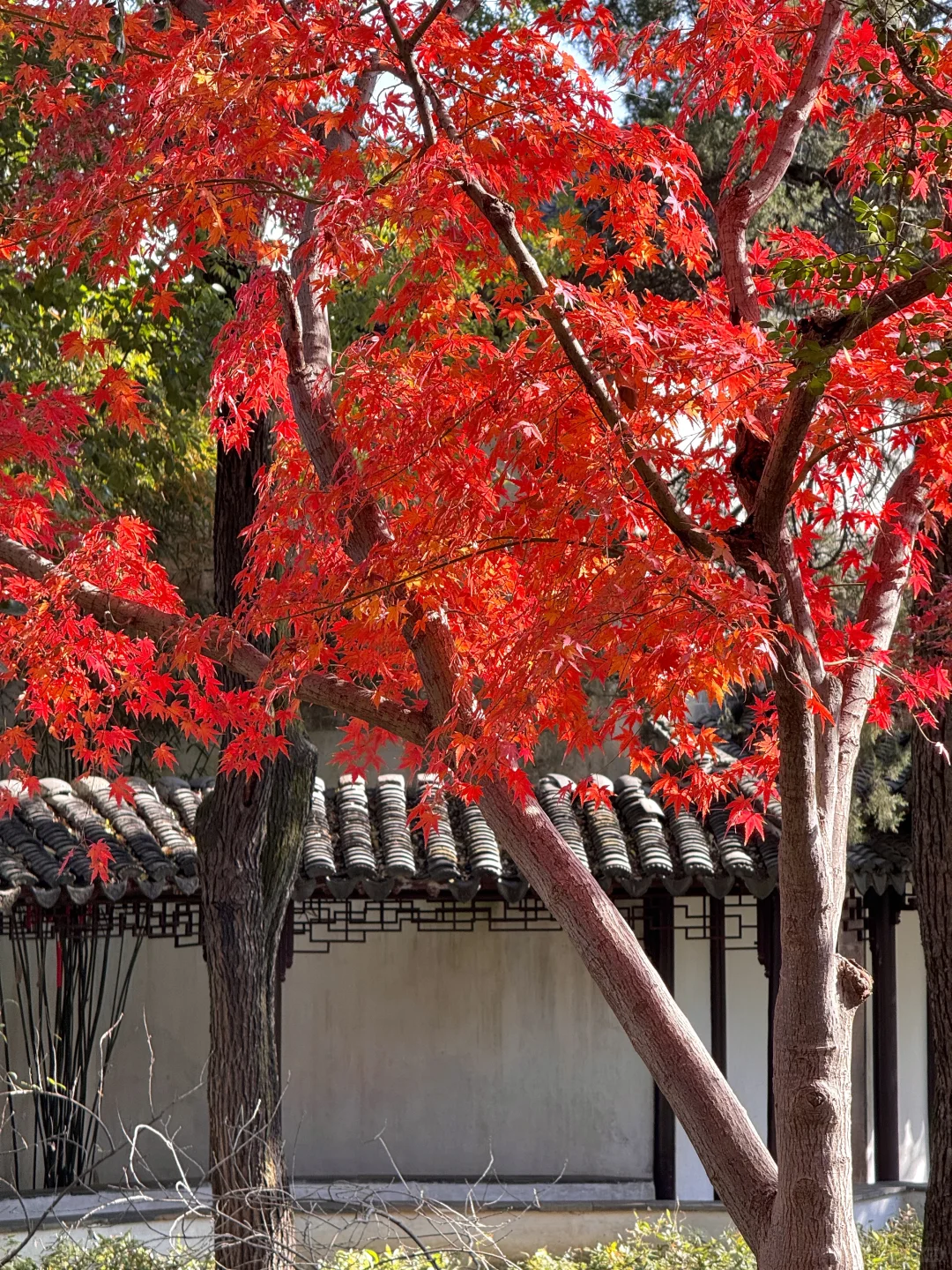 12.15实况！留园最后的红枫！