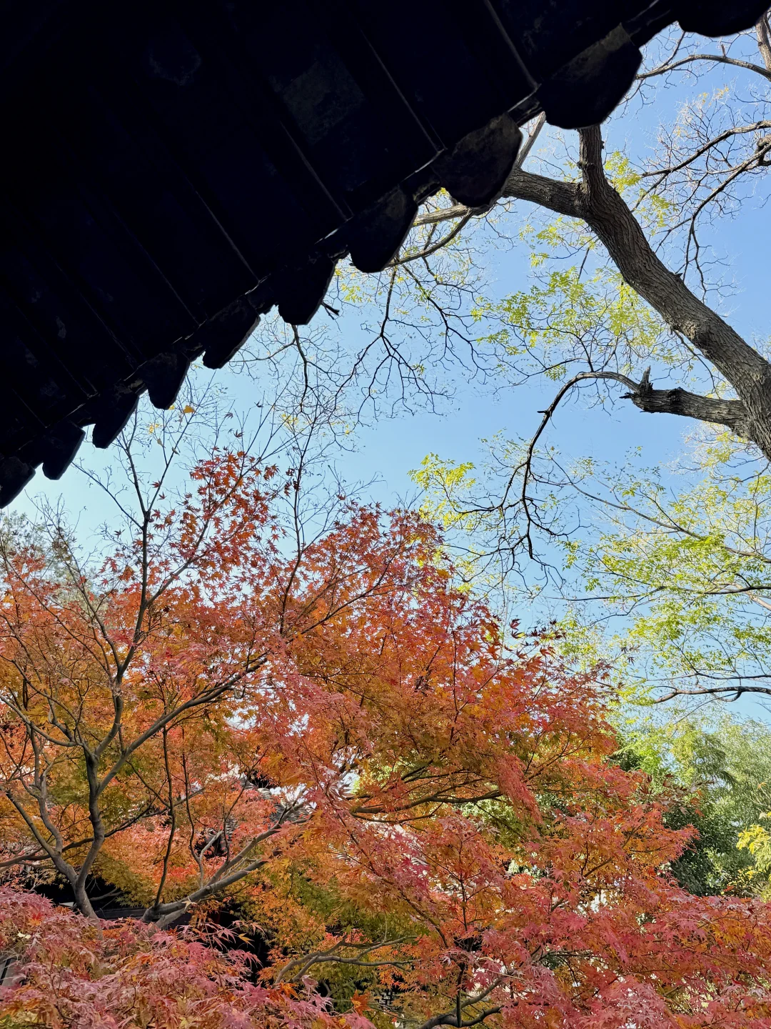 12.16怡园赏秋实况｜15r票价太值得啦！