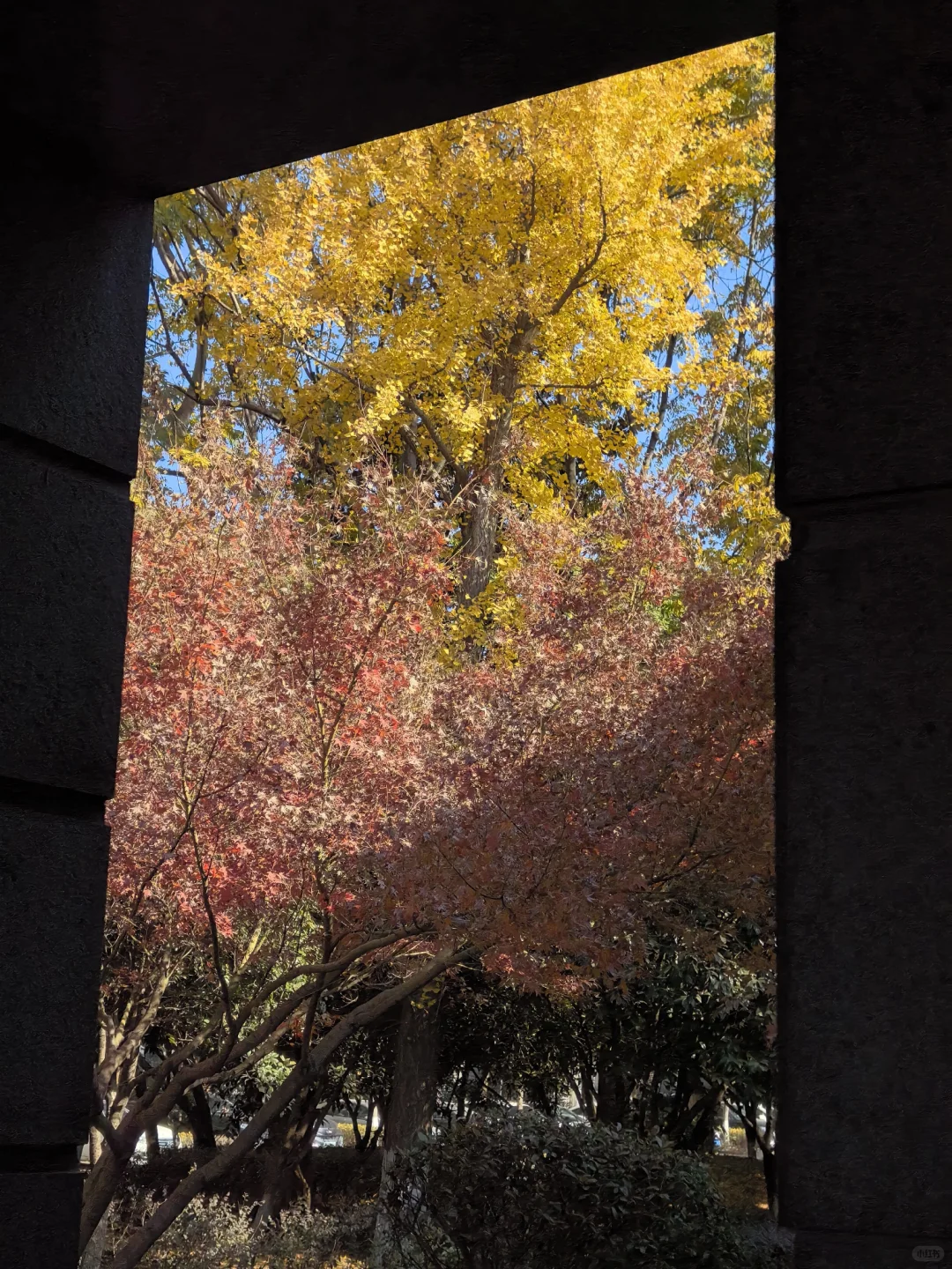 梧桐大道白白浪费了20