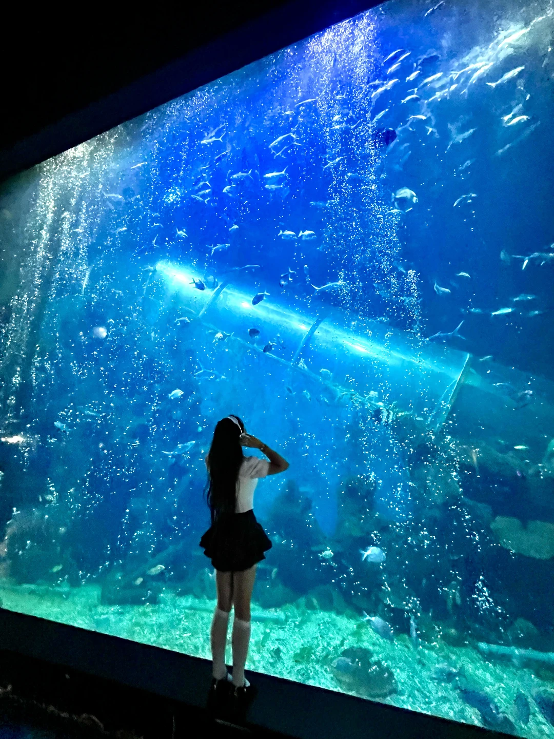 徐州 海洋馆 巨出片