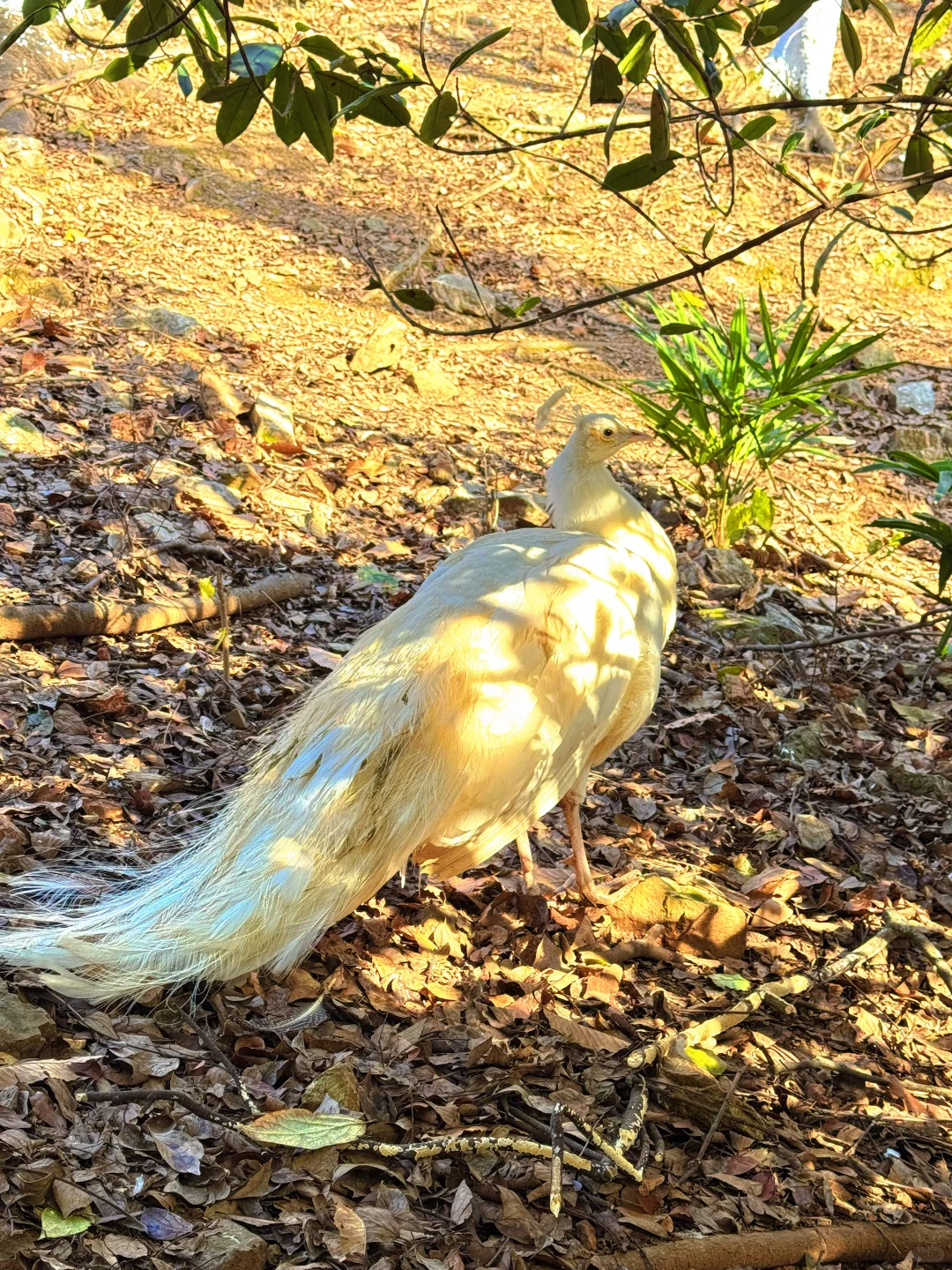 南京老山森林公园