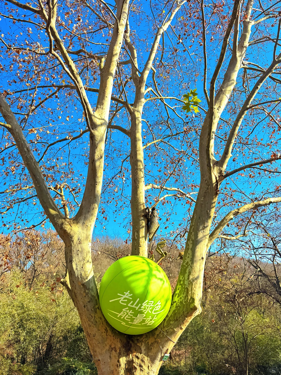 南京老山森林公园