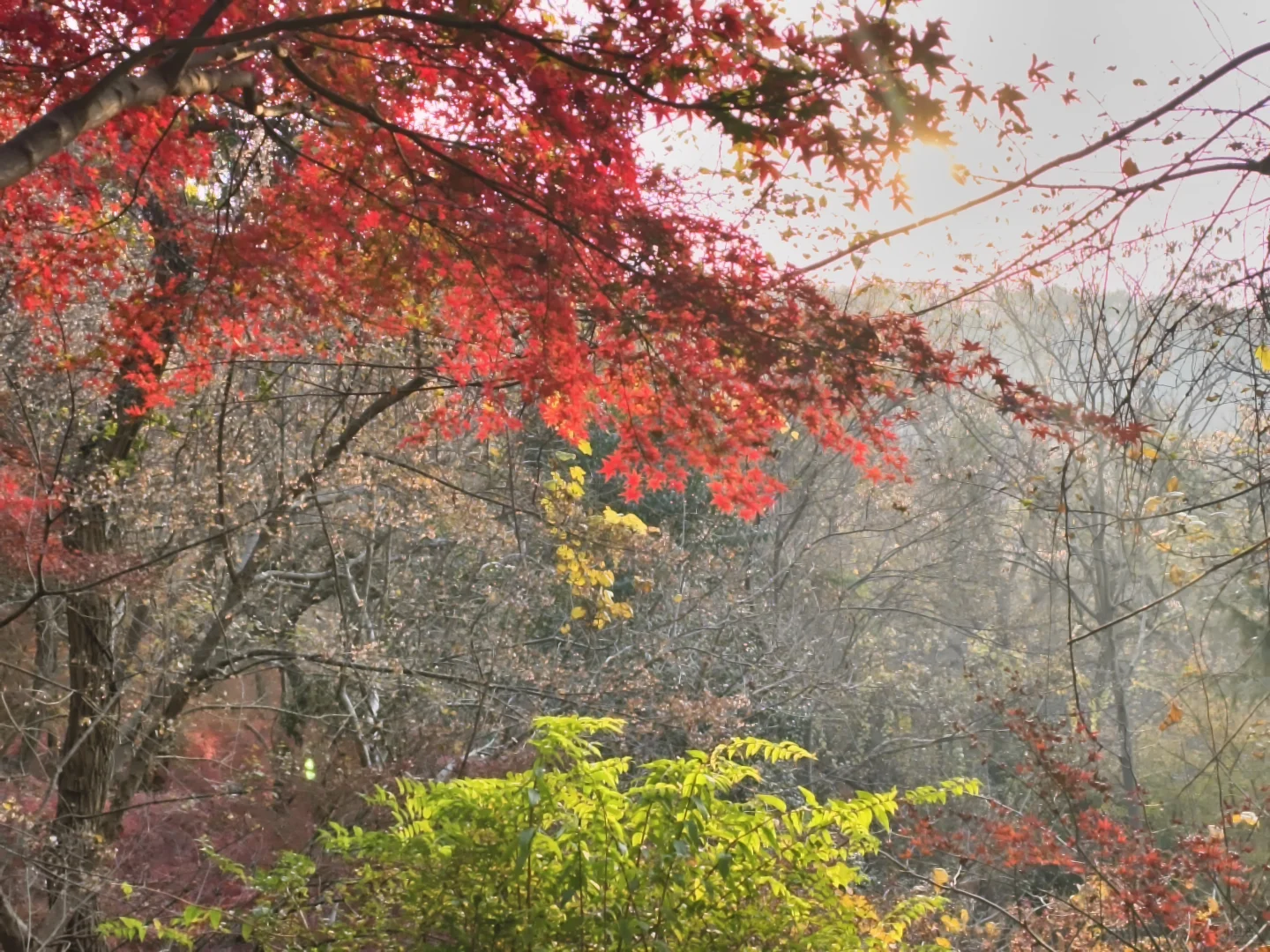 原来南京真的会让人有戒断反应！