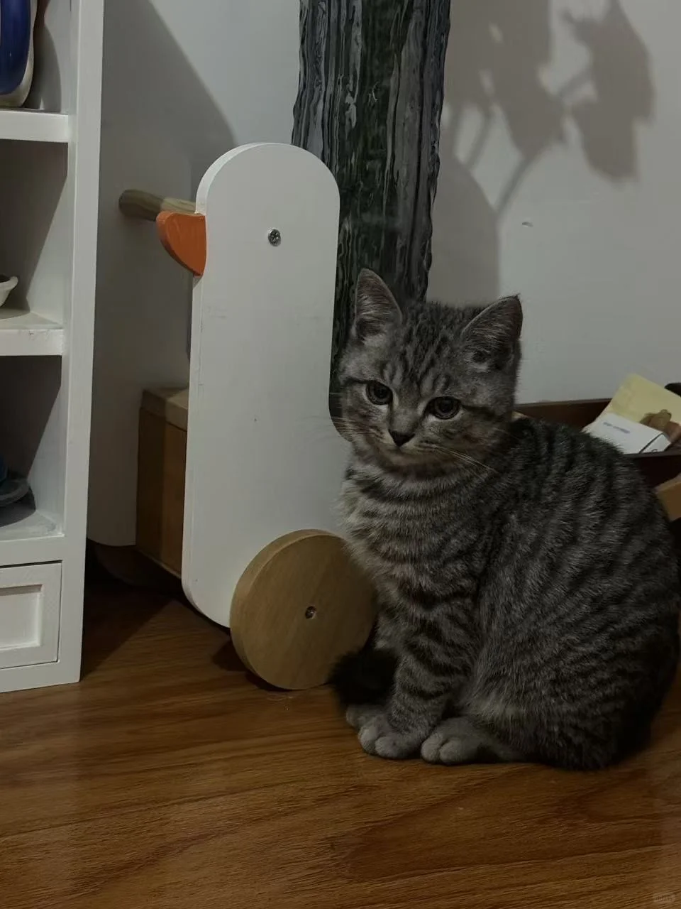 徐州嘻爱家领养日|线上96期（12月23日）