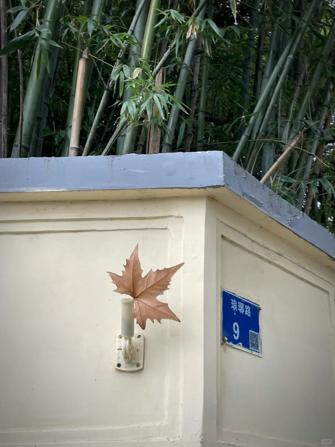 我留下了一片落叶🍁在南京