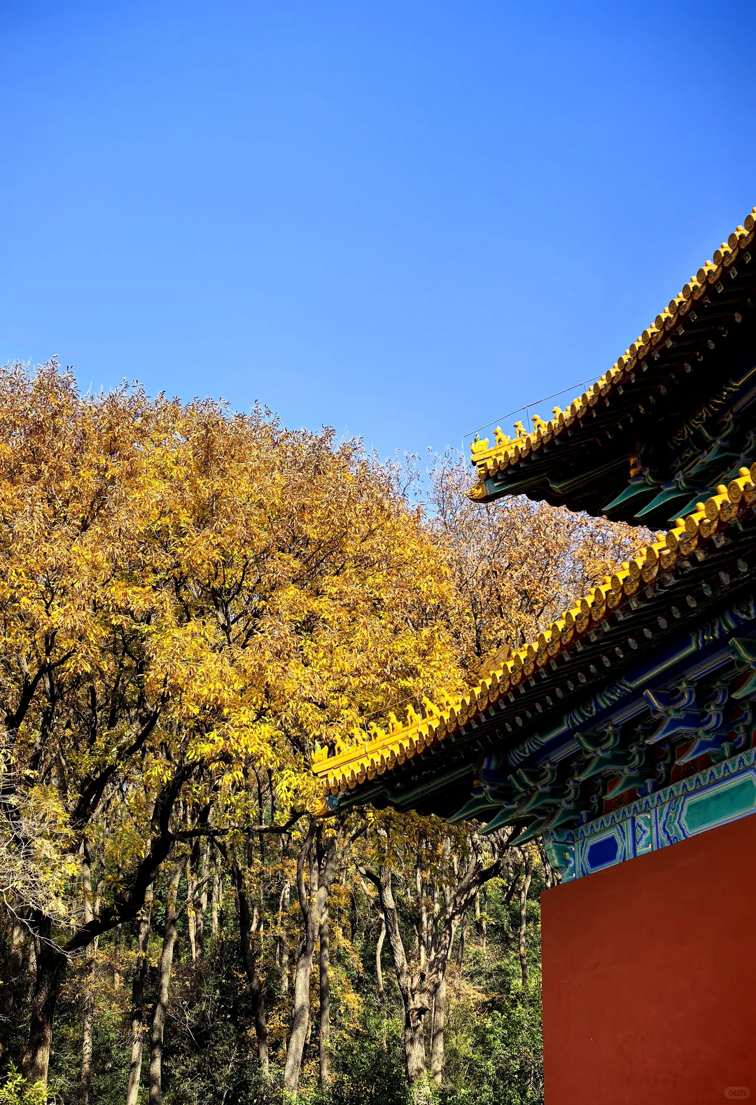 冬季的南京🍁好美