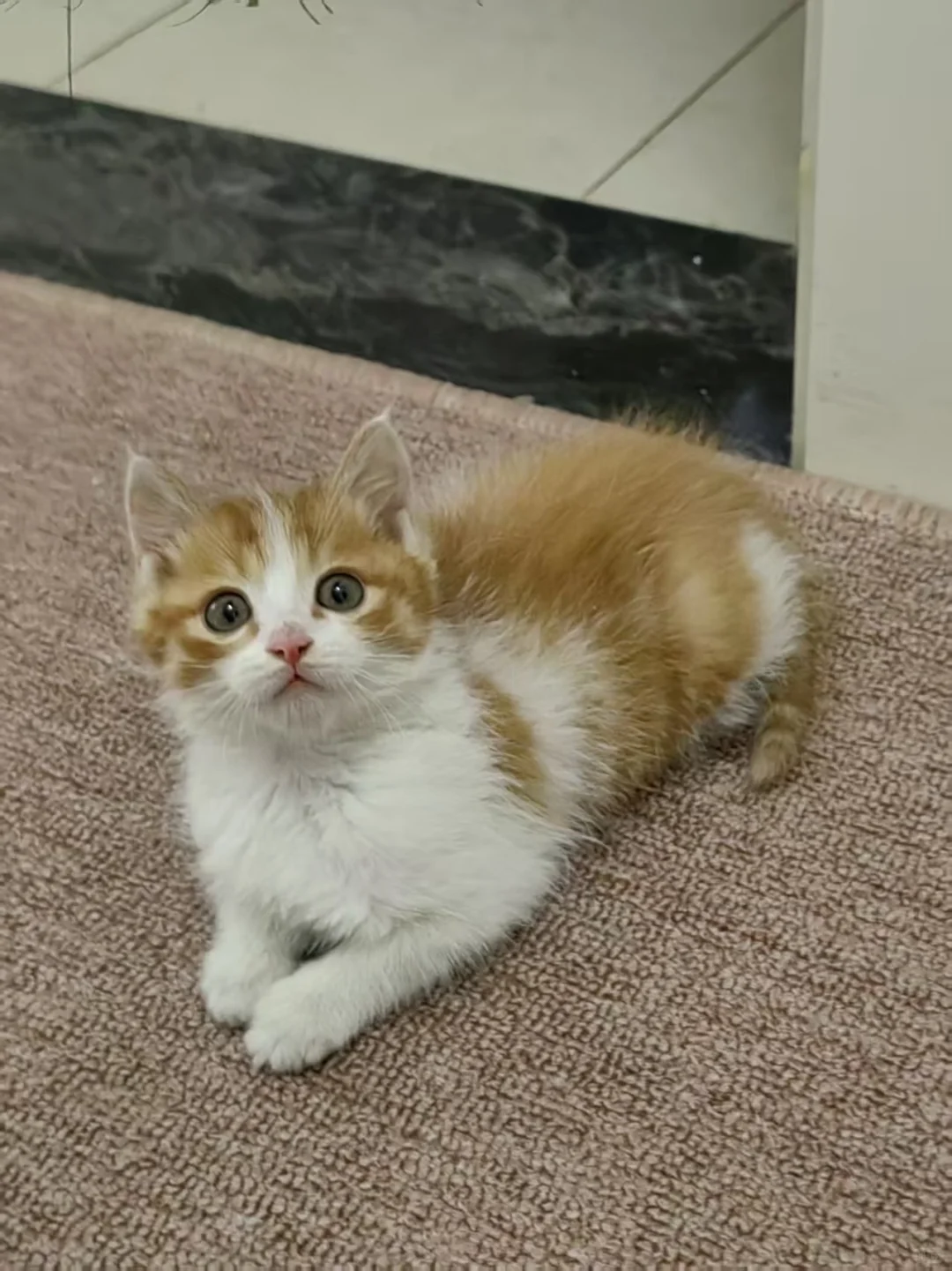 徐州嘻爱家领养日|线上96期（12月23日）