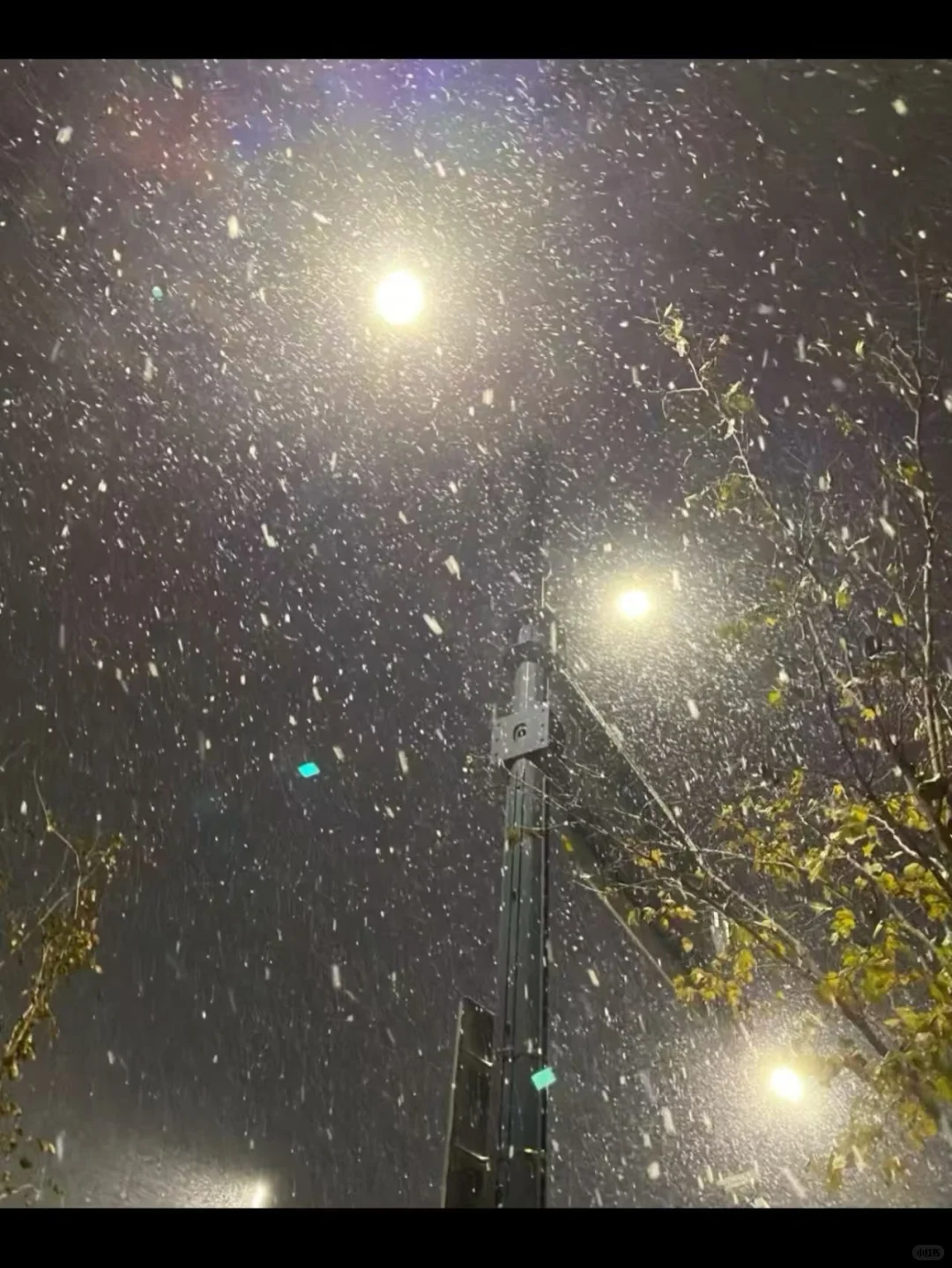 昨晚下雪的徐州美爆了❄️