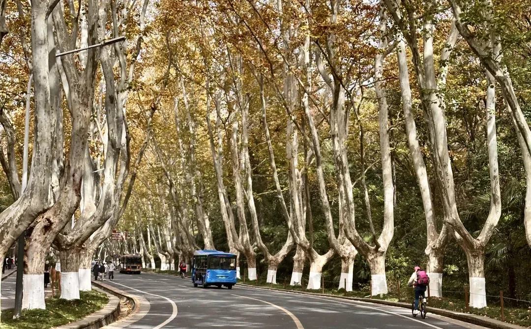 去完这6个地方！！！再离开秋冬的南京𓍊🌰🐿️