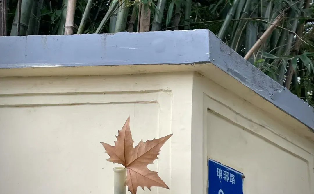 我留下了一片落叶🍁在南京
