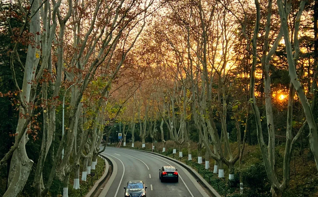 12.15日南京梧桐大道🍁 live实况