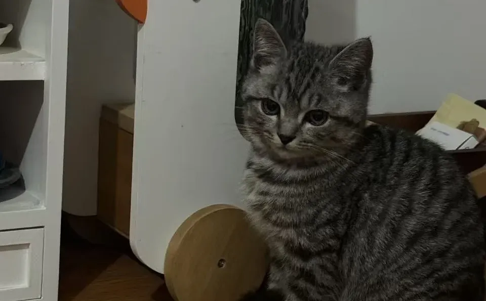 徐州嘻爱家领养日|线上96期（12月23日）