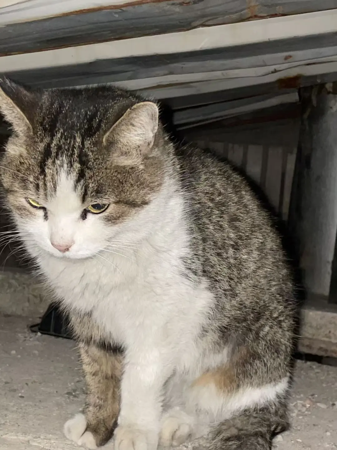 推南京七岁猫猫更新