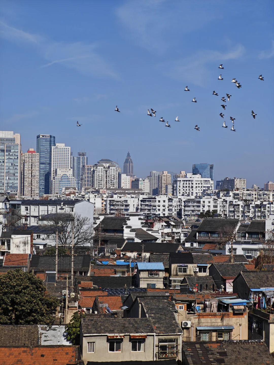 [ 南京]总统府的猫咪向你点了个赞