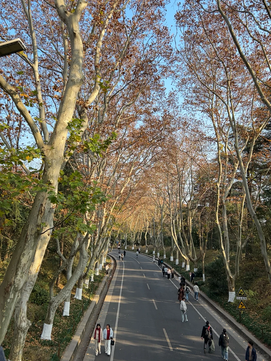 在南京咔咔一顿拍🍂