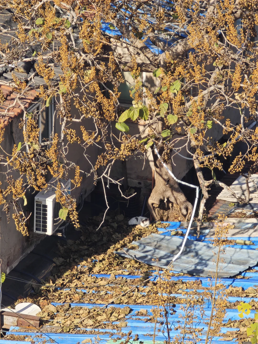 [ 南京]总统府的猫咪向你点了个赞