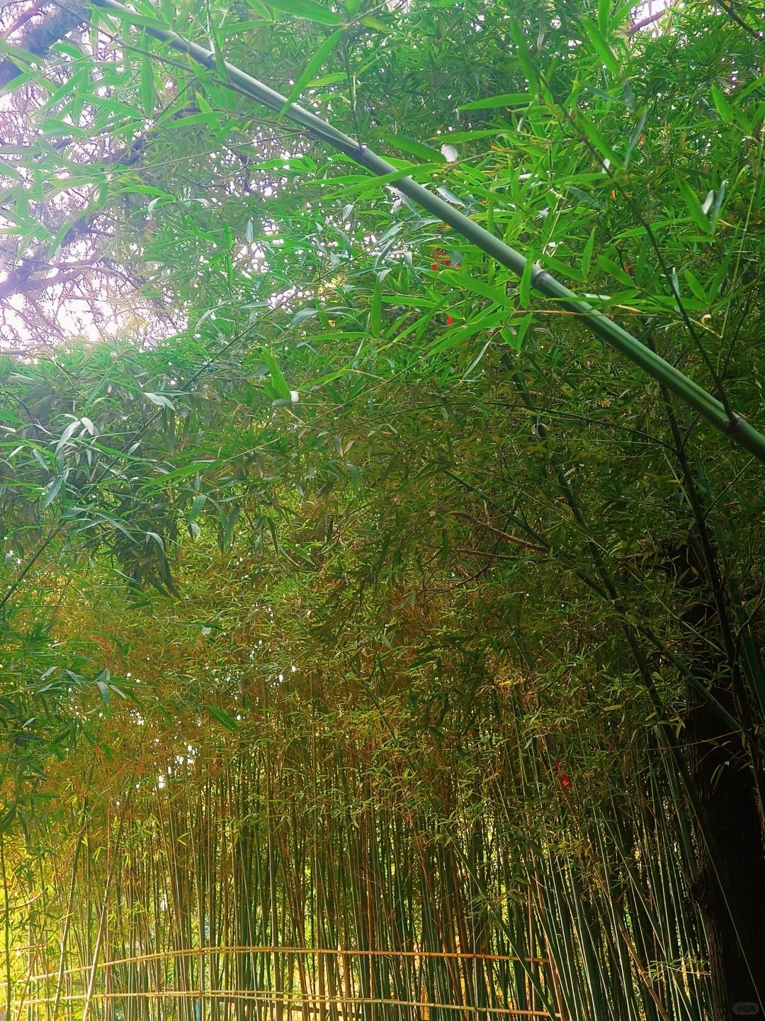 徐州公益｜🎋竹林寺做义工🎍