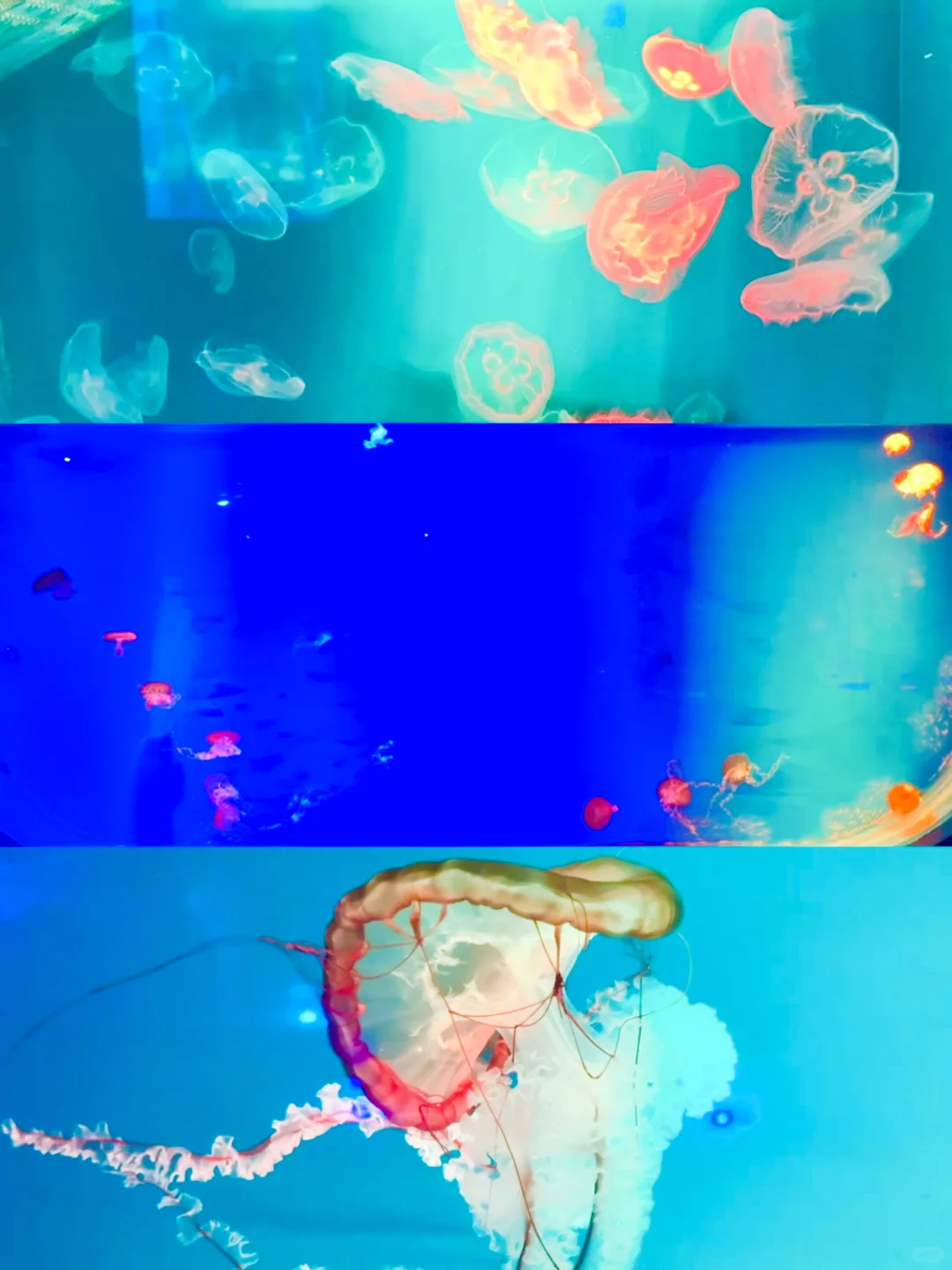 南京1.5h🚄徐州这个海底世界🐟🫧……封神了！！