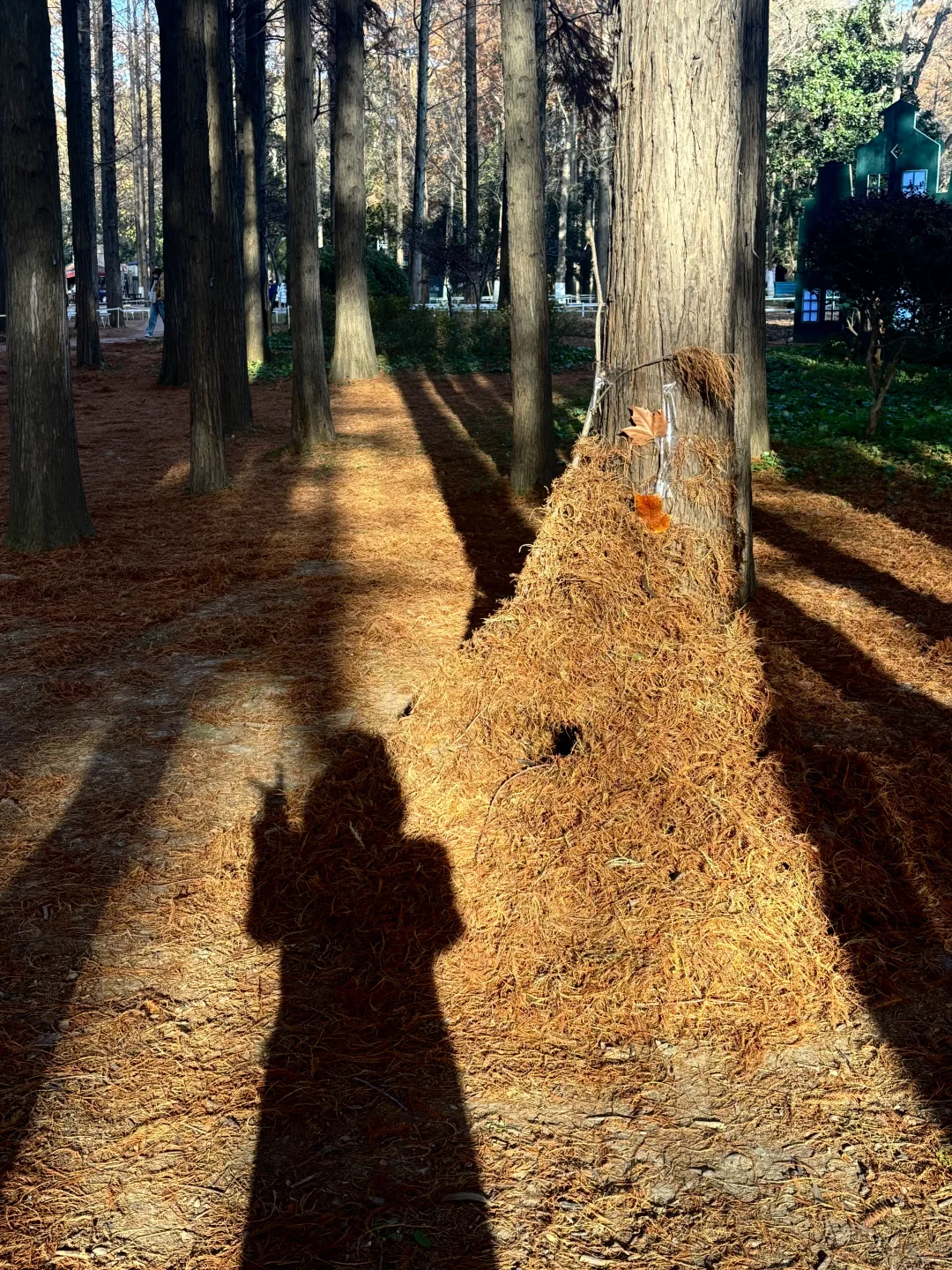 12月的南京真的很美🪹🪾