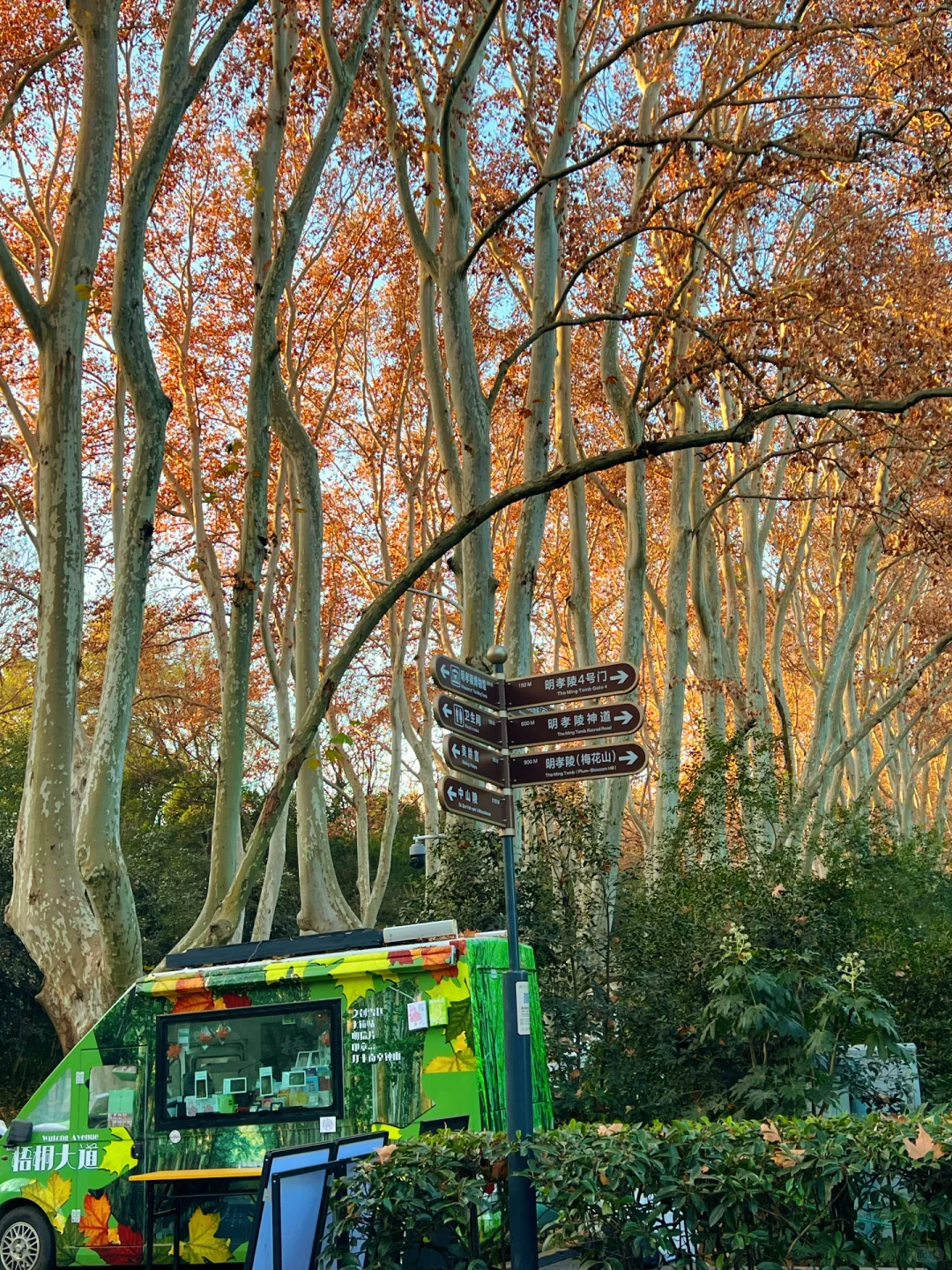 12.15日南京梧桐大道🍁 live实况